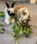 Bonded bunny pair minilop and angora cross Carousel 1
