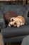 Bonded bunny pair minilop and angora cross Carousel 4