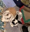 Bonded bunny pair minilop and angora cross Carousel 5