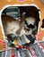 Bonded bunny pair minilop and angora cross Carousel 6