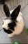 Bonded bunny pair minilop and angora cross Carousel 7