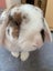 Bonded bunny pair minilop and angora cross Carousel 8