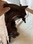 Circa 1960's Lindenwood Black Forest Wolf Head Wall Bracket Carousel 6