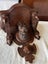 Circa 1960's Lindenwood Black Forest Wolf Head Wall Bracket Carousel 9