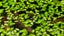 Lemna minor - Duckweed Carousel 2