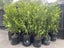 Ficus Tuffy/Tuffi - BUSHY grade ! Carousel 1