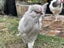 Lavender Aracana Cockerel 16 weeks old Carousel 2