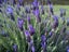 Lavender pukehou bold dark purple winged flowers Carousel 1