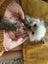 Purebred Ragdoll Kittens Carousel 5