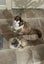 Purebred Ragdoll Kittens Carousel 8