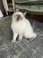 Purebred Ragdoll Kittens Carousel 11