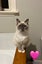 Purebred Ragdoll Kittens Carousel 9