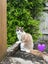 Purebred Ragdoll Kittens Carousel 10