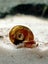 Ramshorn snails Carousel 3