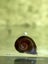 Ramshorn snails Carousel 4