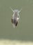 Bladder snails - Physa acuta Carousel 1