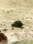 Bladder snails - Physa acuta Carousel 2