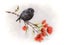 NZ Robin & Pohutukawa Print - Kiwiana Art (A4) Carousel 1
