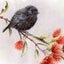 NZ Robin & Pohutukawa Print - Kiwiana Art (A4) Carousel 2