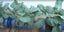 Empty 15ltr Tongariro Water Bottles *Free* Carousel 4