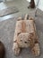 Dog Bed Carousel 3
