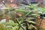 Baby Guppies - Tropical fish Carousel 1