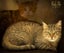 Bouvier 18 mths old - Cat Care Loburn Carousel 1