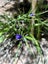 Dianella nigra - NZ Blueberry, Turutu (PB3) - NZ Native Carousel 1