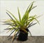 Dianella nigra - NZ Blueberry, Turutu (PB3) - NZ Native Carousel 3