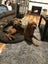 Huey - Staffy X Carousel 4