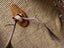 Deer Antlers Carousel 4