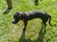 Molly in Wellington, Good with Other Dogs Carousel 1