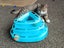 CAT RESCUE CHCH - Ready For Adoption Gabby Carousel 3