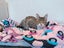 CAT RESCUE CHCH - Ready For Adoption Gabby Carousel 5