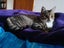 CAT RESCUE CHCH - Ready For Adoption Gabby Carousel 4
