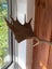 Deer Antlers Carousel 9
