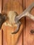 Deer Antlers Carousel 7