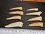 Enchodus Fossil Tooth (Prehistoric Predatory Fish) Carousel 8