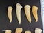 Enchodus Fossil Tooth (Prehistoric Predatory Fish) Carousel 3