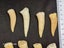 Enchodus Fossil Tooth (Prehistoric Predatory Fish) Carousel 4