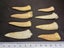 Enchodus Fossil Tooth (Prehistoric Predatory Fish) Carousel 9