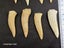 Enchodus Fossil Tooth (Prehistoric Predatory Fish) Carousel 5