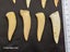 Enchodus Fossil Tooth (Prehistoric Predatory Fish) Carousel 6