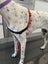 Halti harness Carousel 4