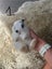 Pure bred mini lop bunnies. Carousel 3