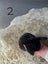 Pure bred mini lop bunnies. Carousel 5