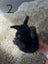 Pure bred mini lop bunnies. Carousel 6
