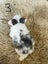 Pure bred mini lop bunnies. Carousel 7