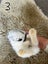 Pure bred mini lop bunnies. Carousel 9