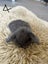 Pure bred mini lop bunnies. Carousel 10